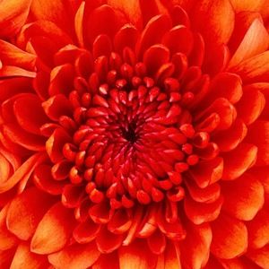 Meet your Posher, Tanya